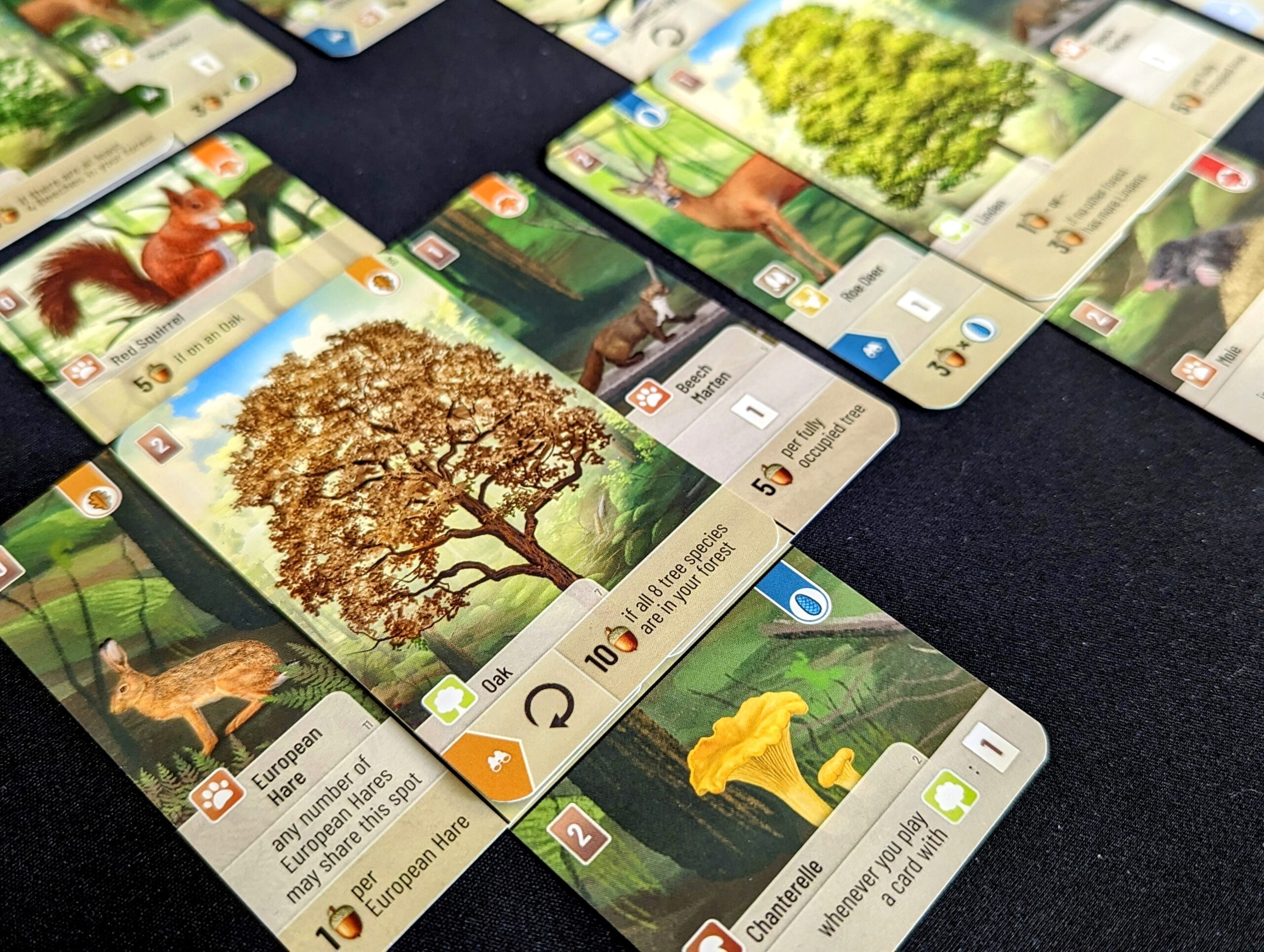 Forest Shuffle Review BoardGameShots