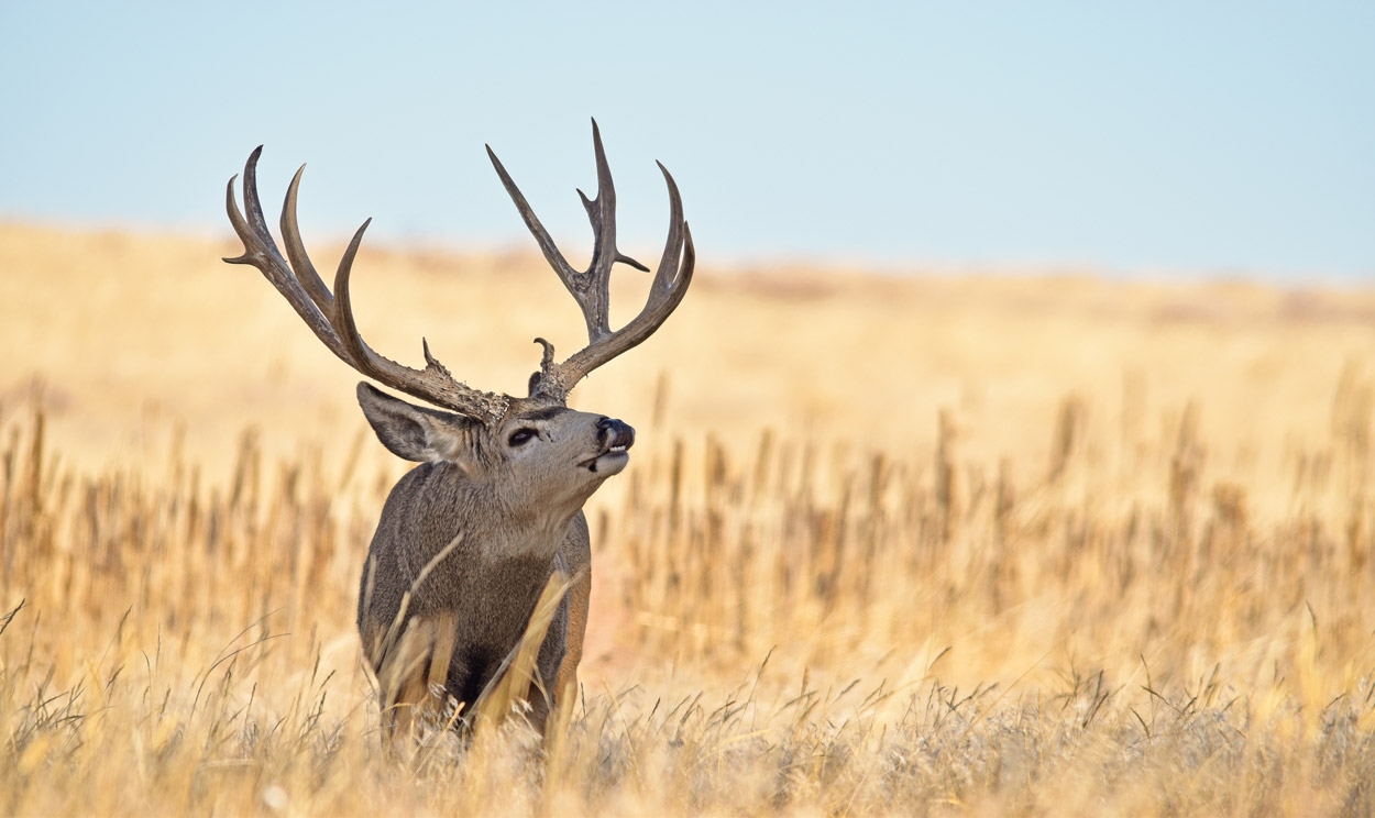 2023 Colorado Big game Hunting Season Forecast Colorado Outdoors Online