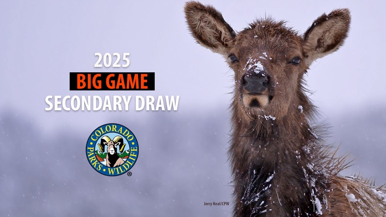 2025 Colorado Big Game Secondary Draw Basics Colorado Outdoors Online
