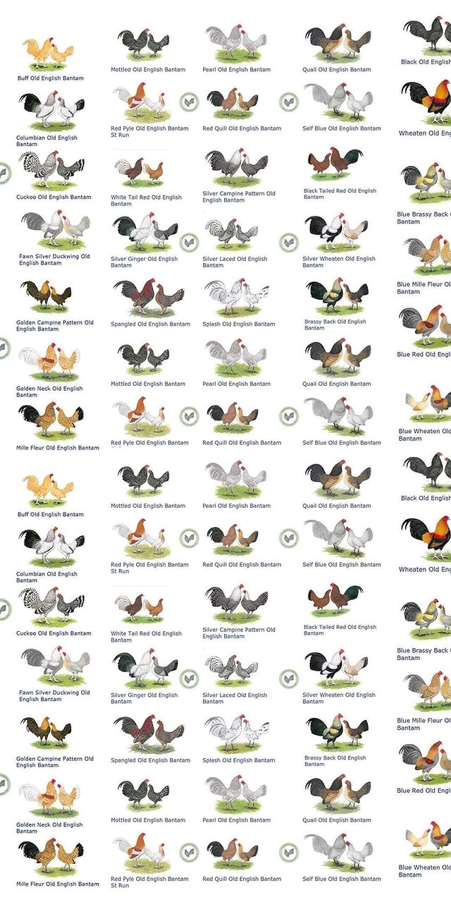 APA ABA Accepted Varieties Old English Game Bantam Club Of NC North Carolina