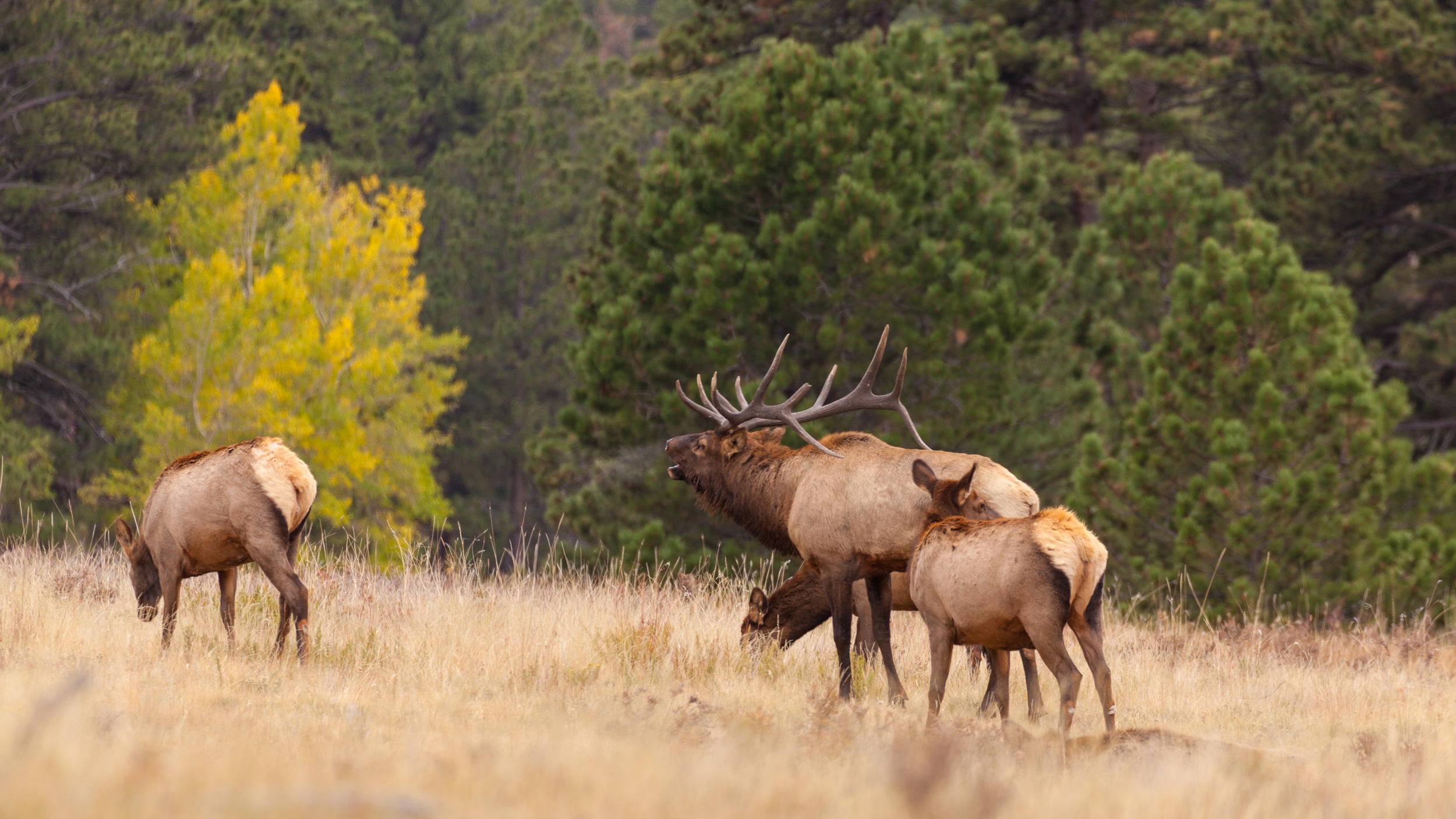 Big Changes To Colorado Big Game Draw Approved Starting The 2028 Season GOHUNT The Hunting Company