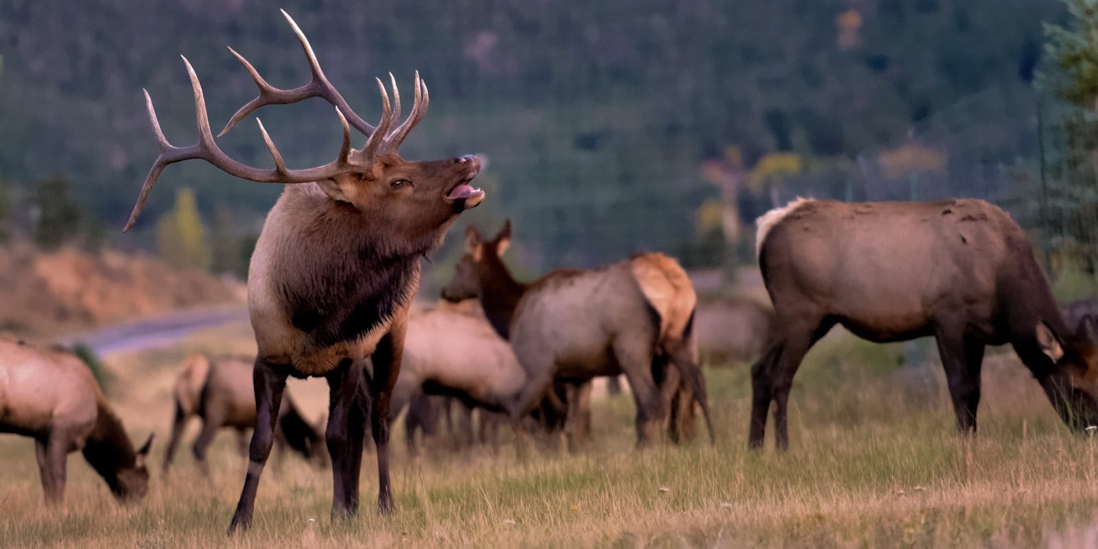 Big Game Hunting Seasons And Draws In Colorado 2019 Season Dates In CO Uncover Colorado