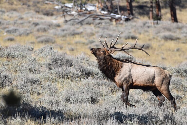 Colorado Big Game Licenses Applications Opened On March 1 2023 Colorado Outdoors Online