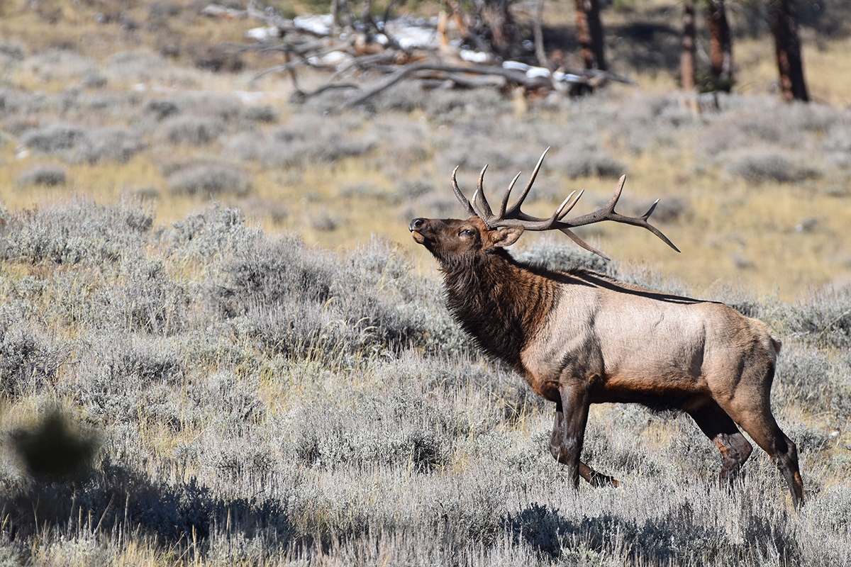Colorado Big Game Licenses Applications Opened On March 1 2023 Colorado Outdoors Online