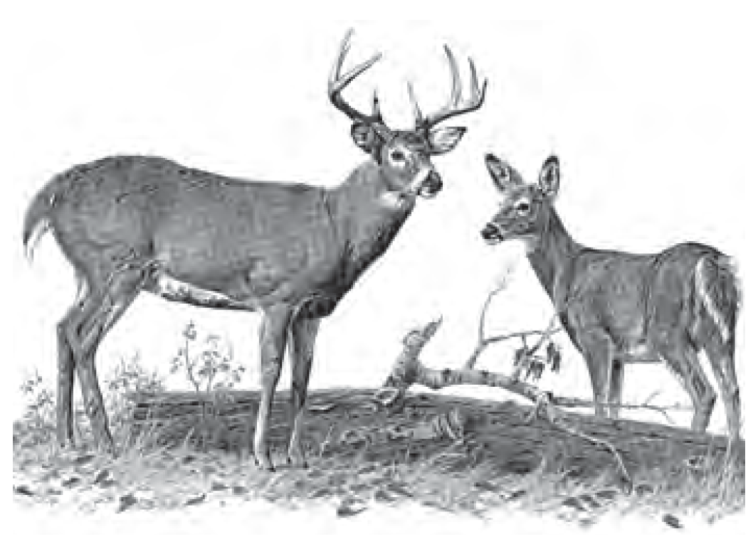 Colorado Deer Hunting Regulations Rules Licenses Bag Limits ERegulations ERegulations