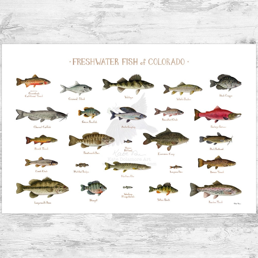 colorado game and fish login