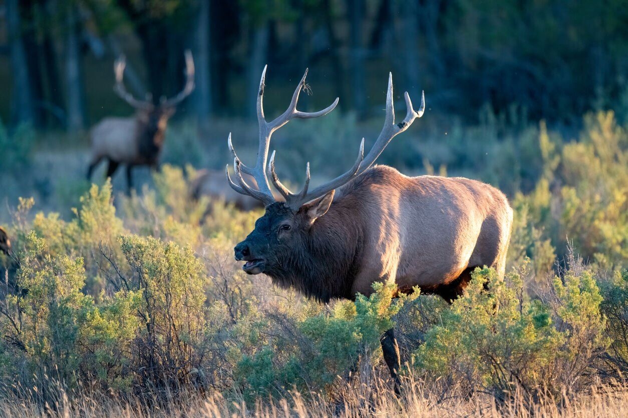 Colorado Parks And Wildlife Announces Changes To Big Game Hunting Licenses Wildlife Gazette