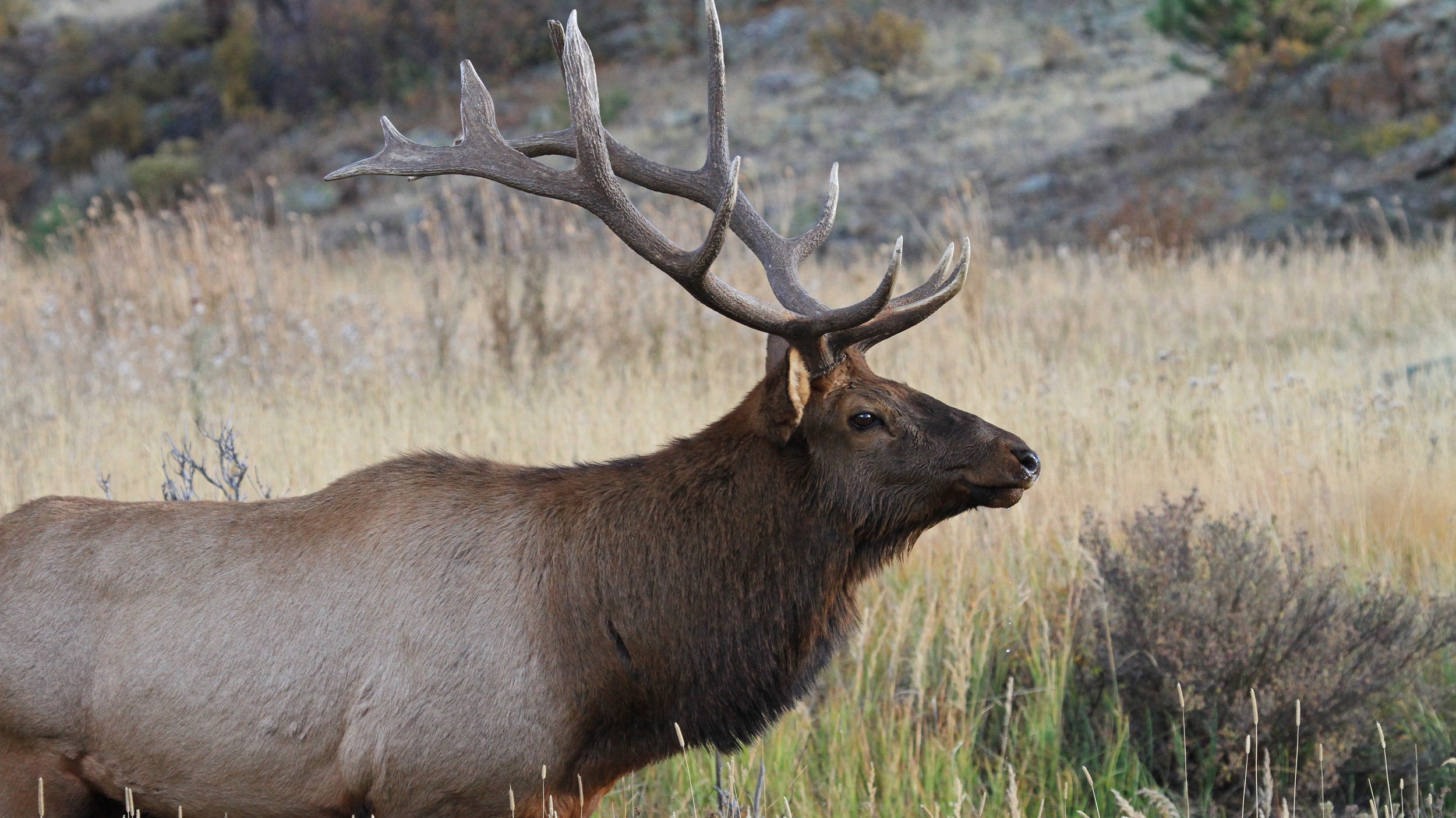 Colorado Releases Proposed Big Game Recommendations For Next Five Years GOHUNT The Hunting Company