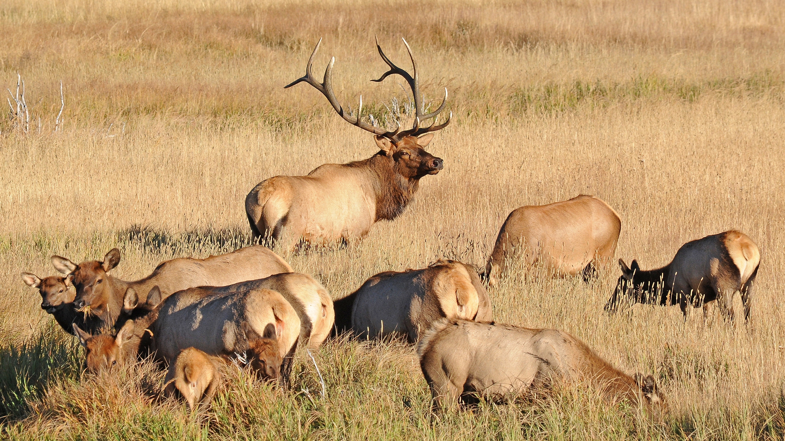 Colorado s 2025 2029 New Hunting Season Dates And Other Big Changes How Will They Impact You GOHUNT The Hunting Company