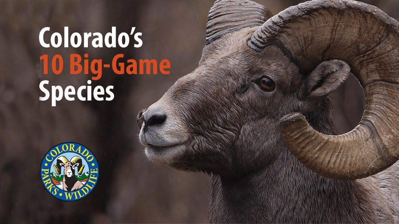 Colorado s Ten Big Game Species YouTube