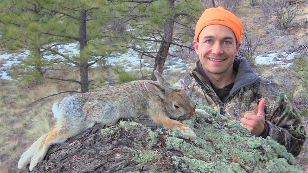 COTTONTAIL HUNTING In Colorado Catch Clean Cook Fajitas Style YouTube