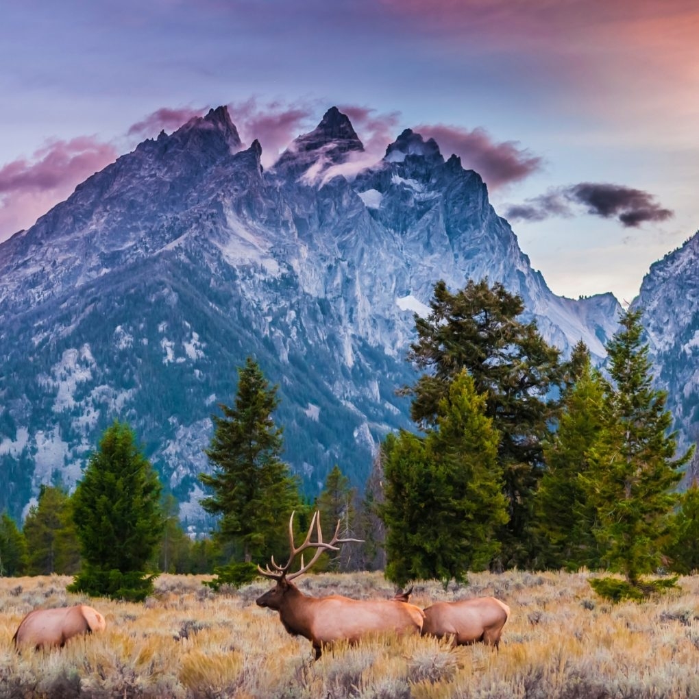 Elk Hunting Seasons In Colorado Primal Pioneer