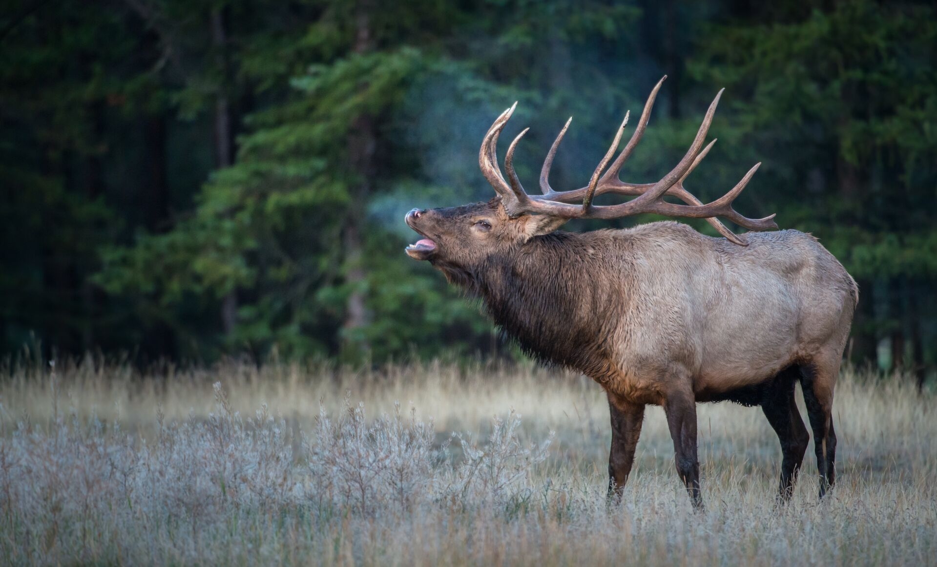Guide To Colorado Hunting Season Dates 2025 HuntWise