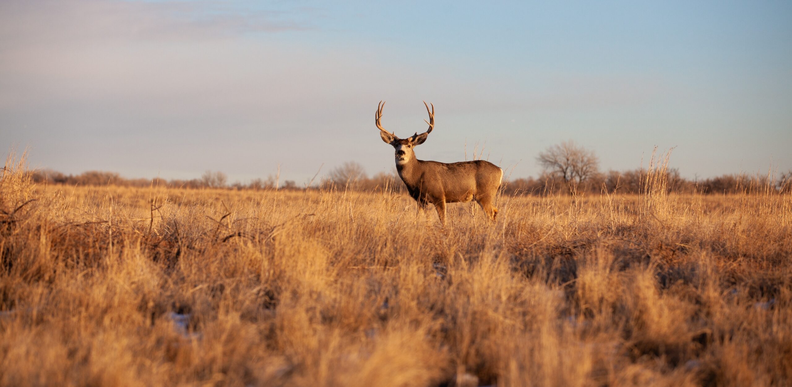 Navigating The Colorado Big Game Hunting License Application Process Pfister Land Company