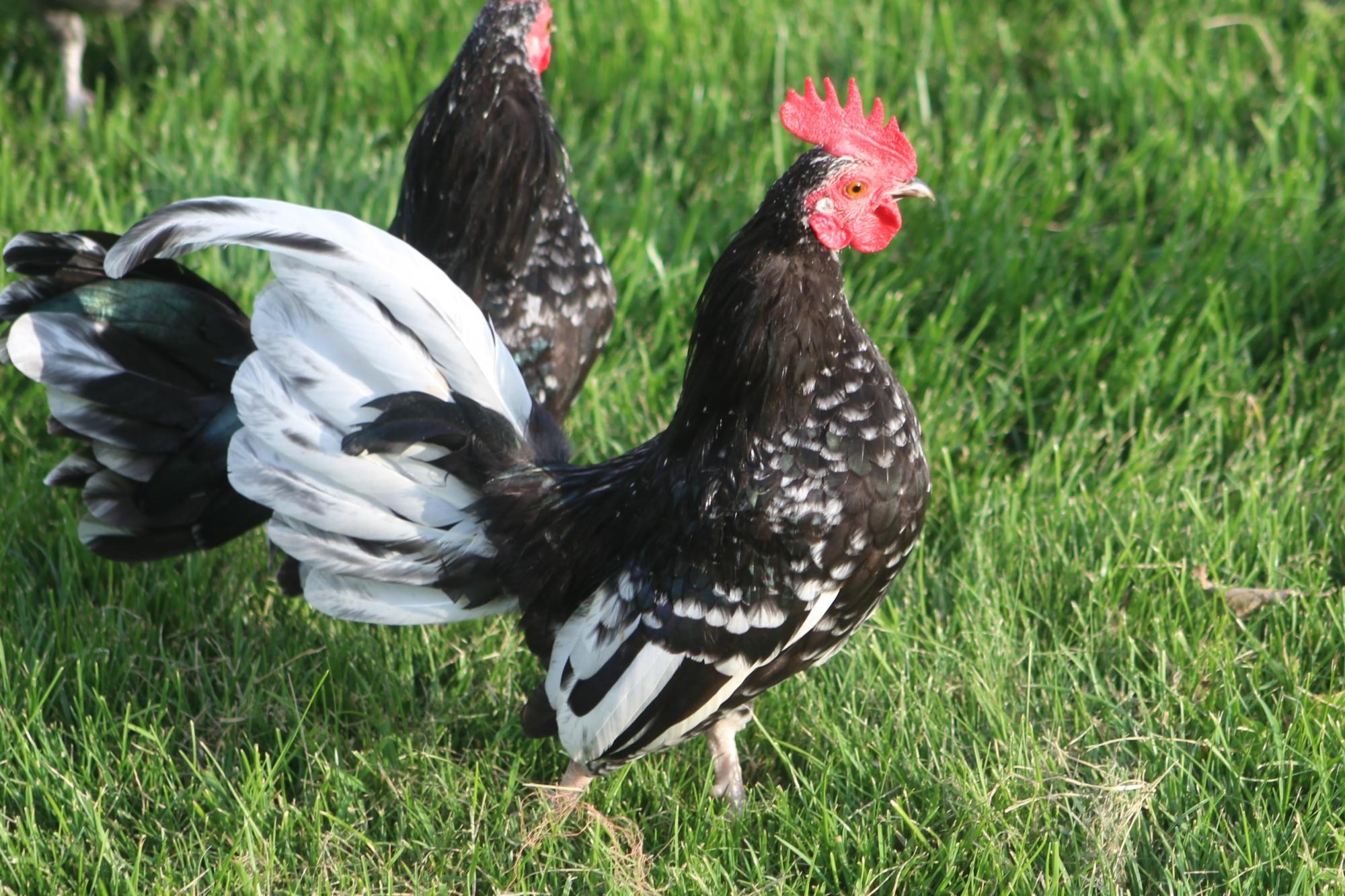 Old English Game Bantams