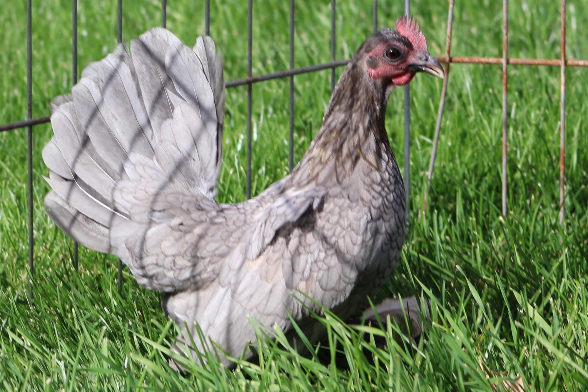 Old English Game Bantams